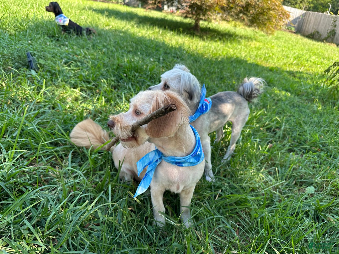 Maltipoo dogs for sale: Mr Rollie - Ad 7