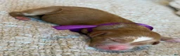 Goldendoodle dogs for sale: Goldendoodle 7 - Ad 1