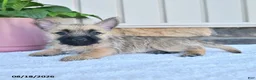 Cairn Terrier dogs for sale: Kenny - Ad 4