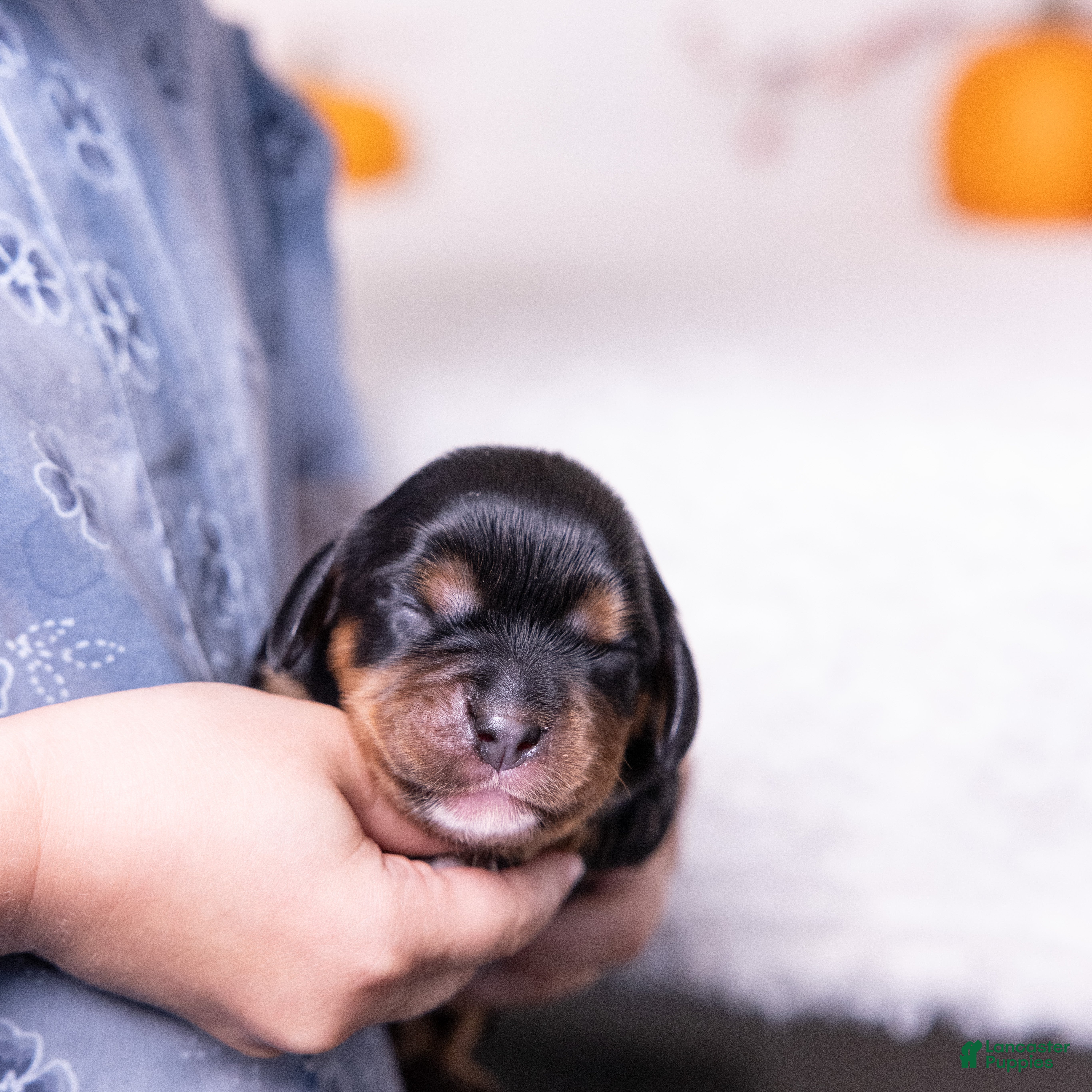 Cavalier King Charles Spaniel dogs Selah - Ad 2