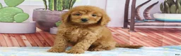 Mini Goldendoodle dogs for sale: Kodiak - Ad 3