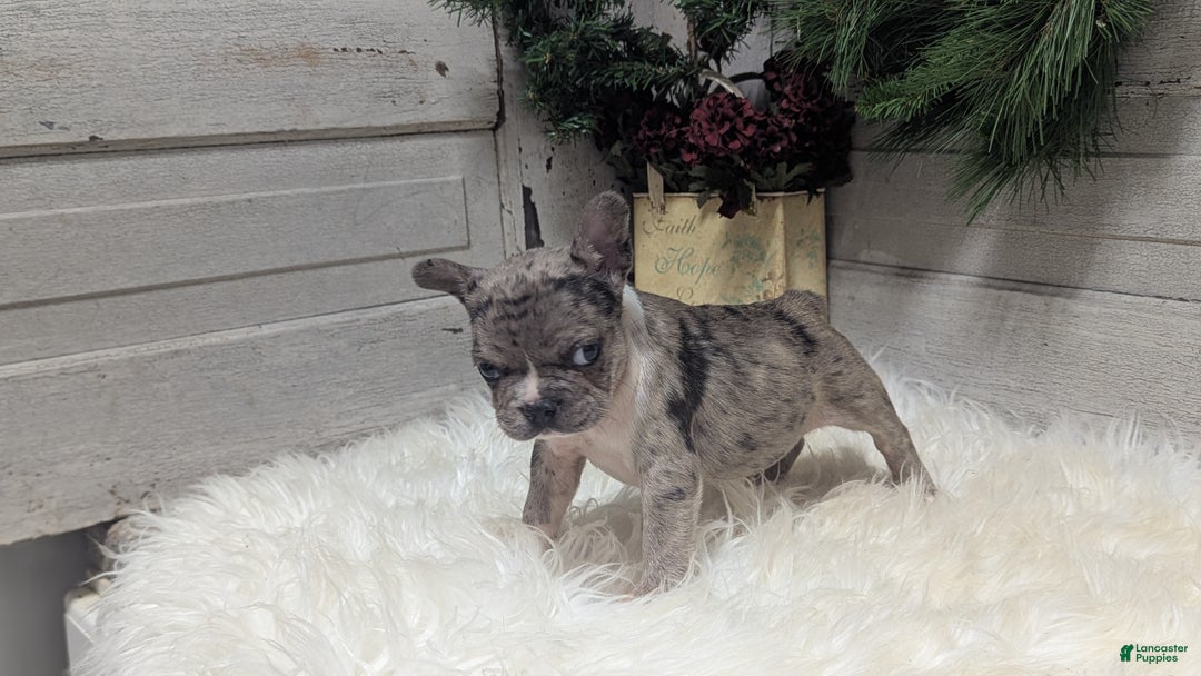 French Bulldog dogs for sale: Muffin - Ad 4