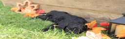 Standard Poodle dogs for sale: Luke - Ad 4