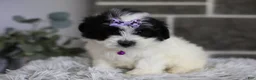 Maltipoo dogs for sale: Gwen - Ad 18