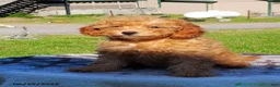 Irish Doodle dogs for sale: Polly - Ad 2