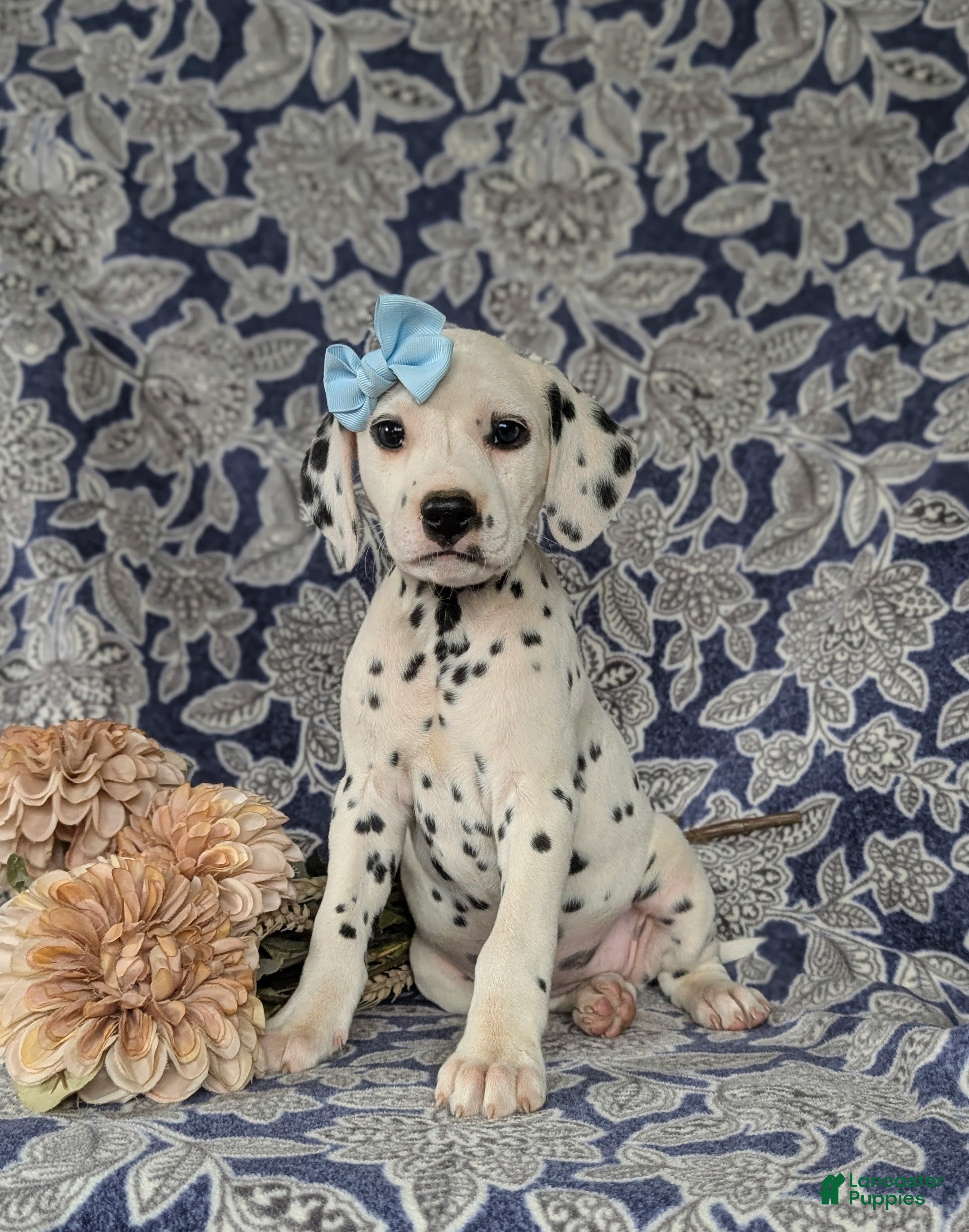 Dalmatian dogs Kylee - Ad 2