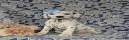 Dalmatian dogs for sale: Kylee - Ad 2