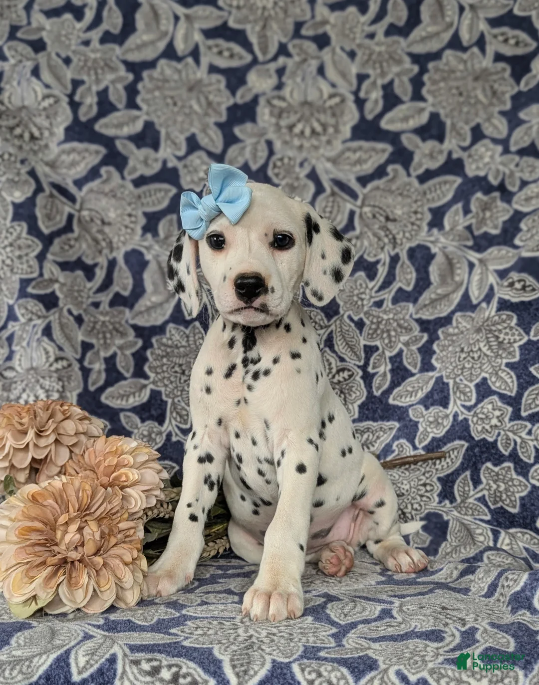 Dalmatian dogs for sale: Kylee - Ad 2