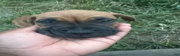 Mixed Breed dogs for sale: Mixed Breed 2 - Ad 1