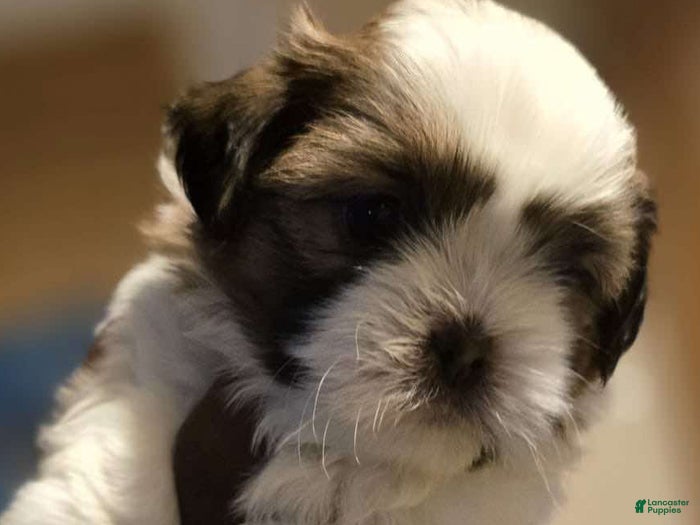 Shih Tzu dogs Nora - Ad 32