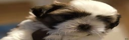 Shih Tzu dogs for sale: Nora - Ad 1