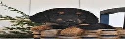 Miniature Dachshund dogs for sale: Fern  - Ad 2
