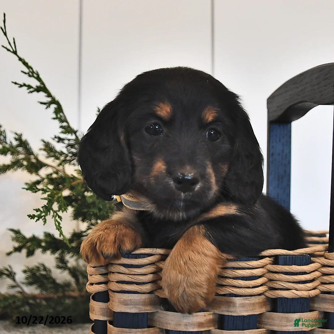 Miniature Dachshund dogs for sale: Fern  - Ad 2