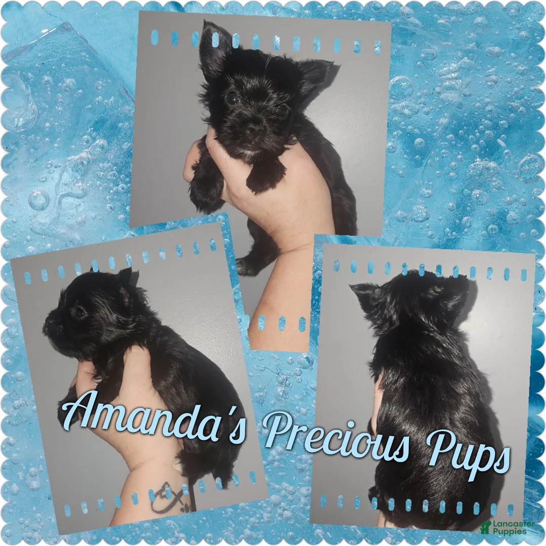 Yorkshire Terrier dogs for sale: Yorkshire Terrier Puppy 3 - Ad 1