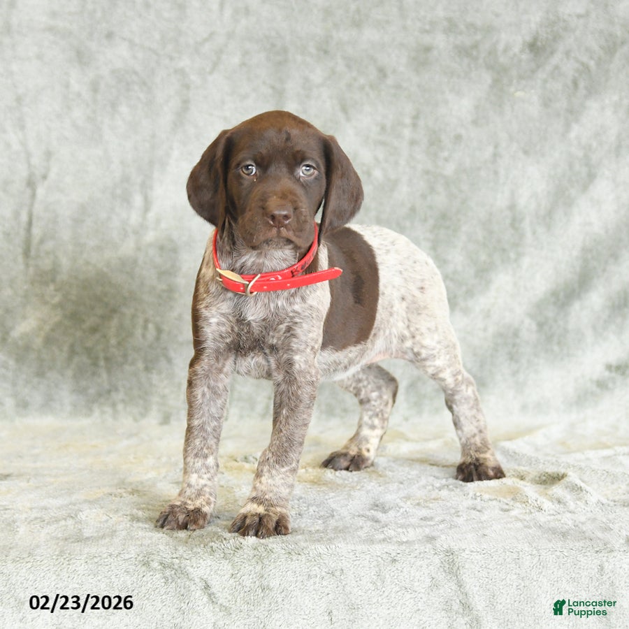 German Shorthaired Pointer dogs Butterfly - Ad 1
