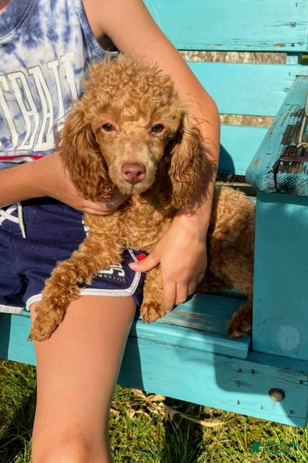 Toy Poodle dogs for sale: Hope - Ad 6