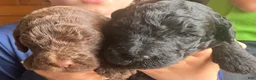Labradoodle dogs for sale: Fiona - Ad 5