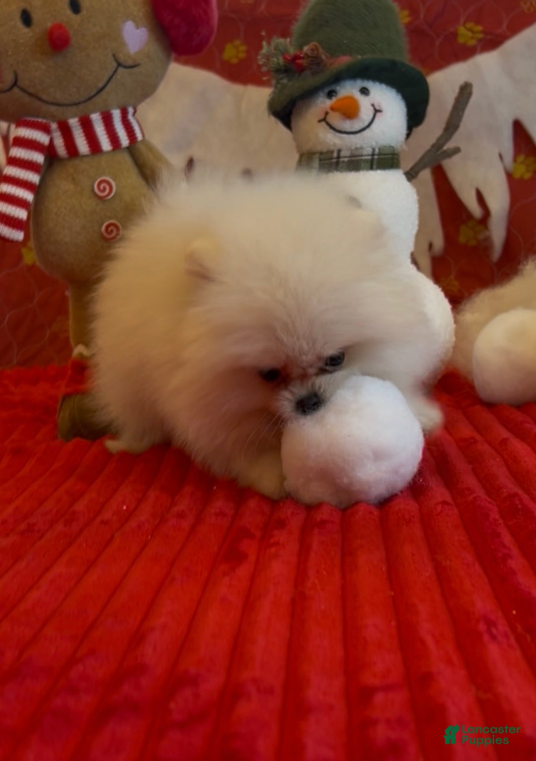Pomeranian dogs for sale: Tom AKC Registered full rights  - Ad 3