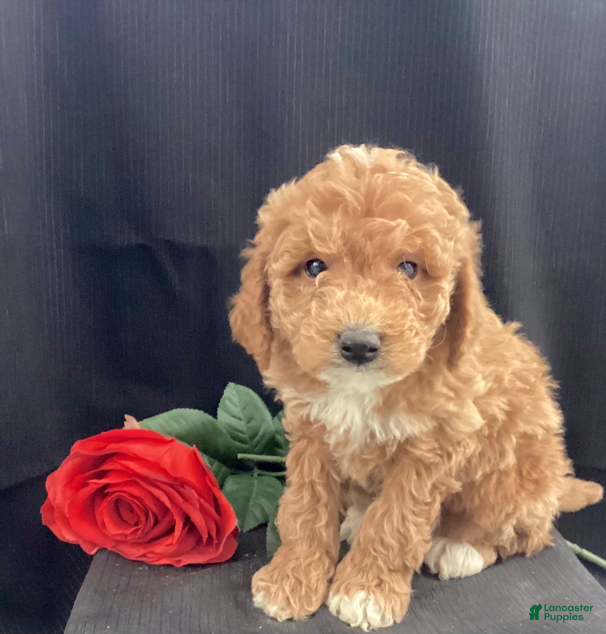 Mini Goldendoodle dogs Rocky - Ad 15
