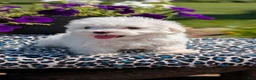 Maltese dogs for sale: Teddy - Ad 11