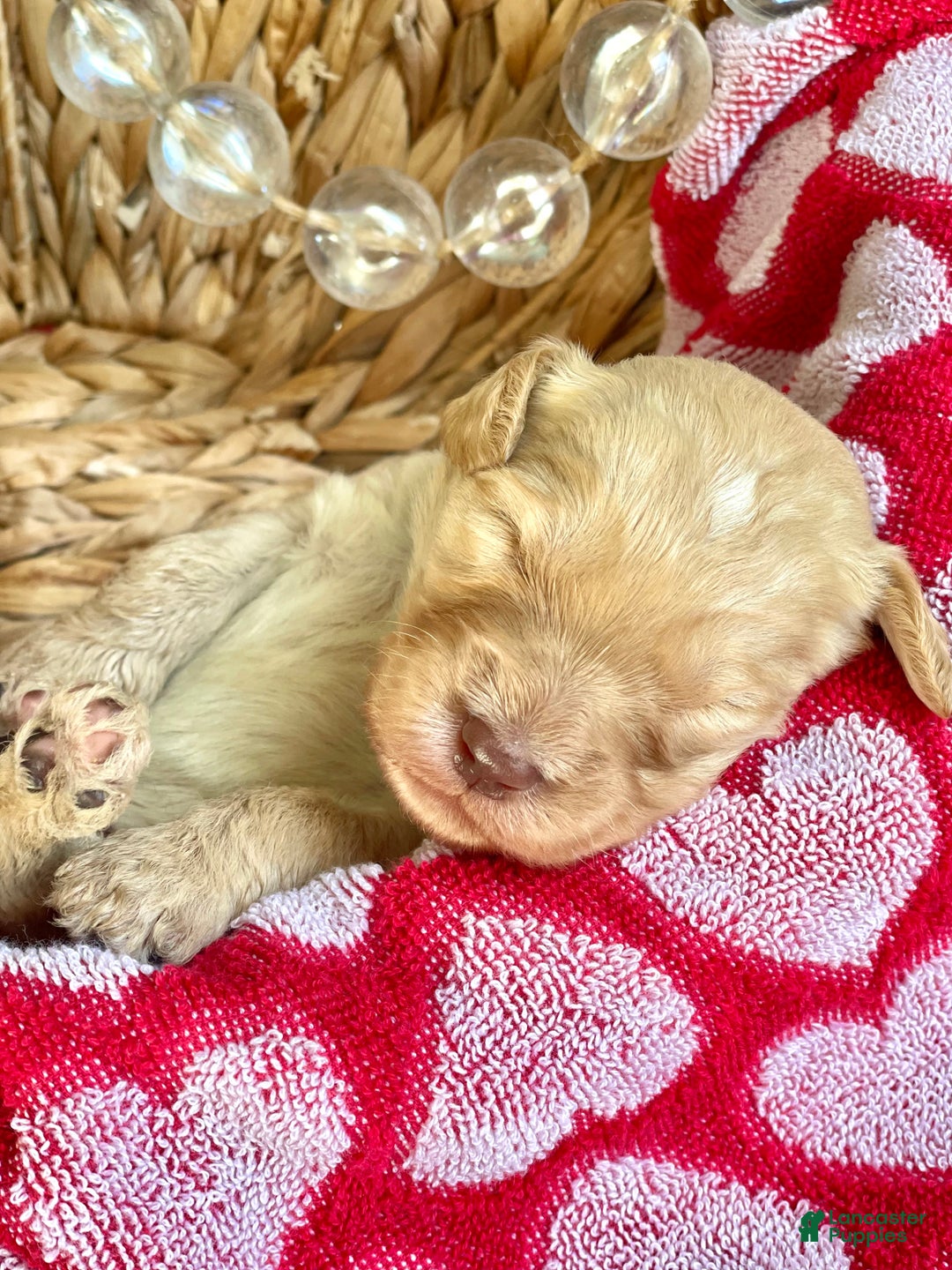 Goldendoodle dogs for sale: Mr green - Ad 2