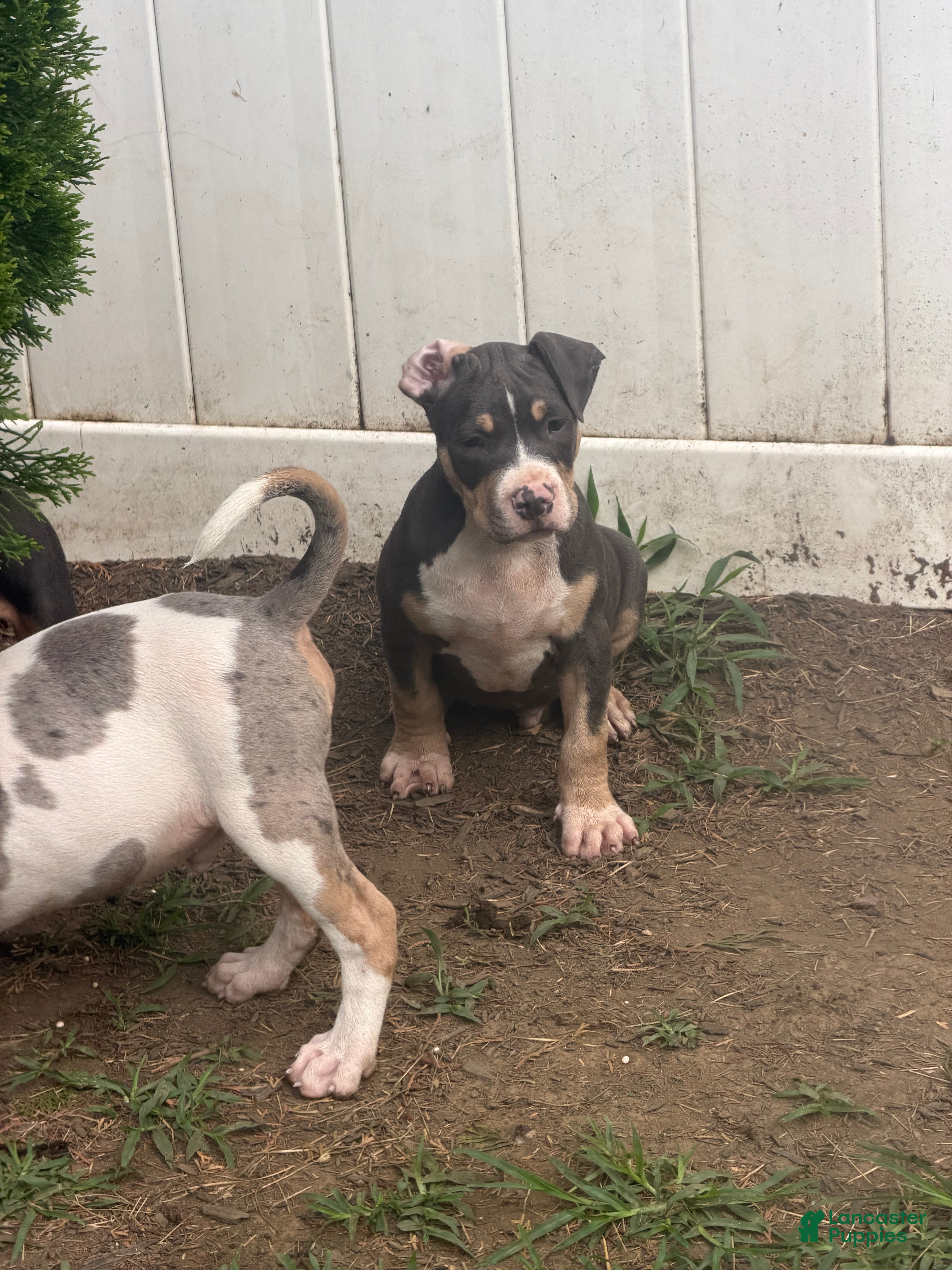 American Bully dogs Batman - Ad 2