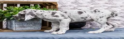 Great Dane dogs for sale: Kelsey - Ad 3