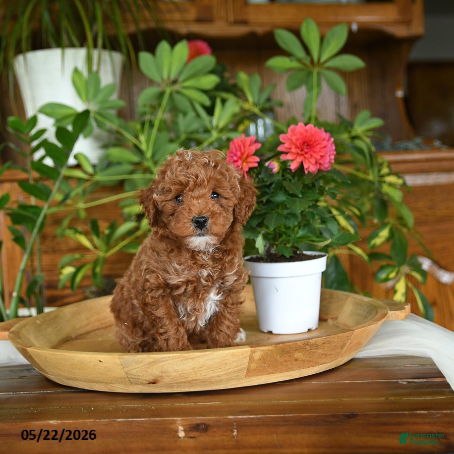 Miniature Poodle dogs Jimmy - Ad 1