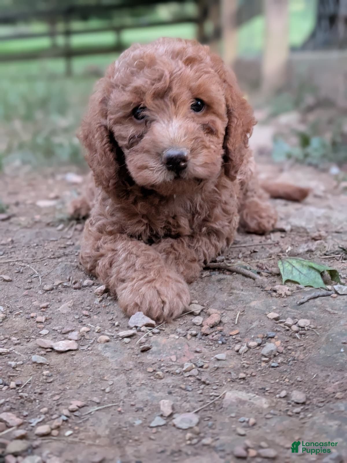 Miniature Labradoodle dogs Frank - Ad 1