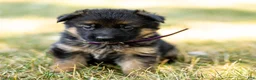German Shepherd dogs for sale: Ziva - Ad 9