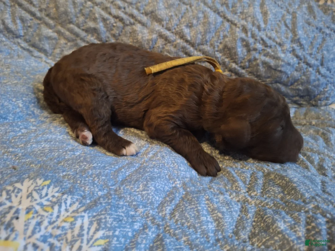 Labradoodle dogs for sale: Gooseberry - Ad 7