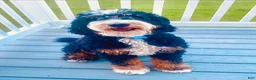 Mini Bernedoodle dogs for sale: Flint - Ad 3