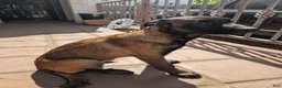 Belgian Malinois dogs for sale: Belgian Malinois Puppy 1 - Ad 2