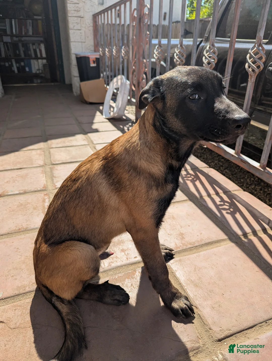 Belgian Malinois dogs for sale: Belgian Malinois Puppy 1 - Ad 2