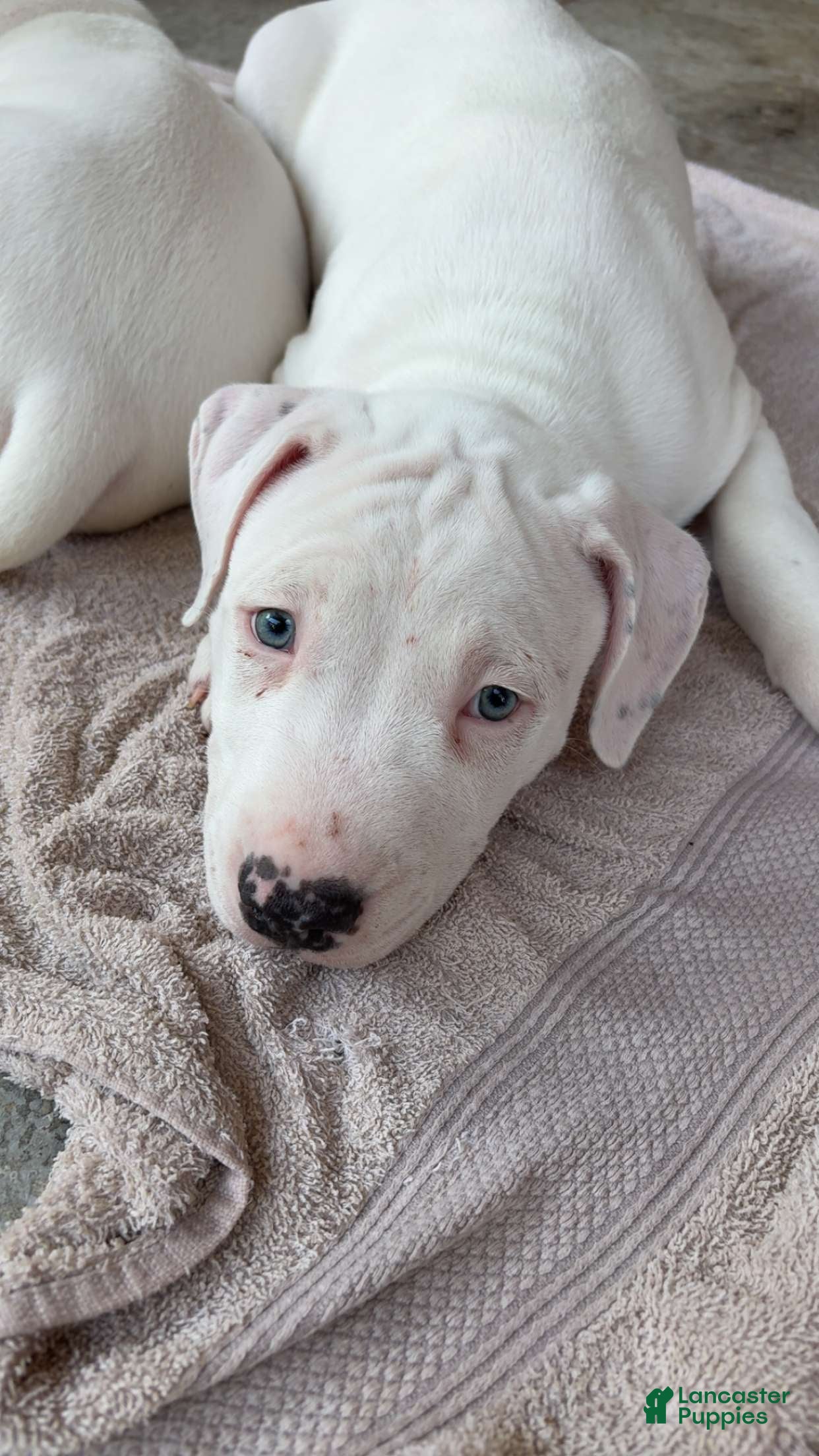 American Pit Bull Terrier dogs American Pit Bull Terrier 1 - Ad 1