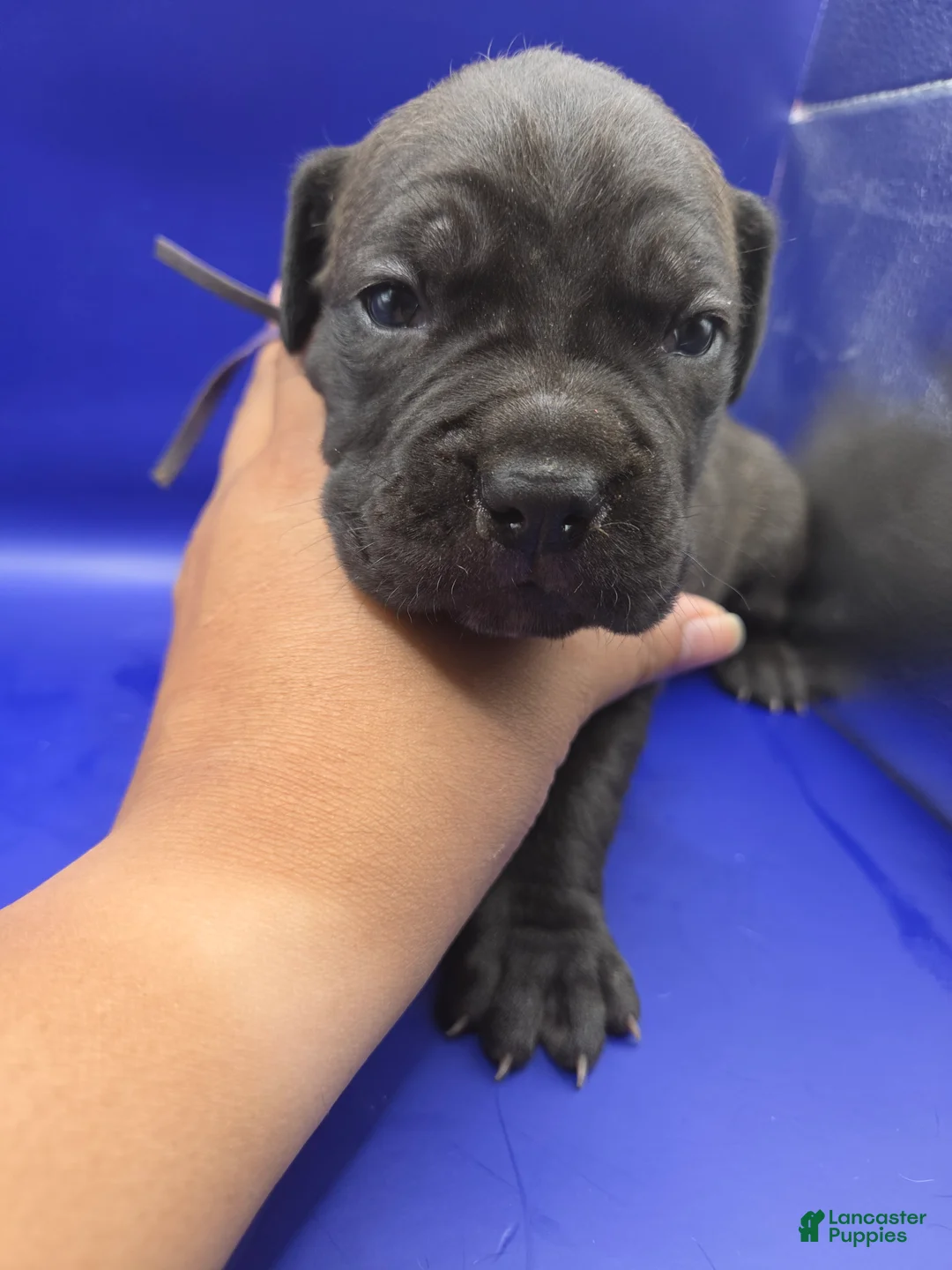 Mixed Breed dogs for sale: Purple - Ad 2