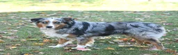 Australian Shepherd dogs for sale: Dusty - Ad 7