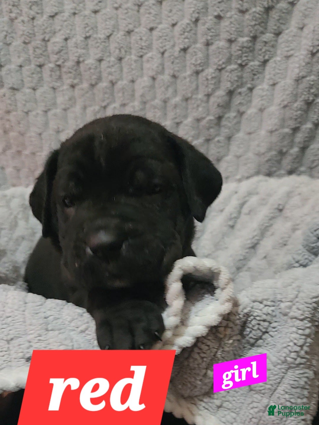 Cane Corso dogs for sale: Cane Corso Puppy 7 Marty  - Ad 1