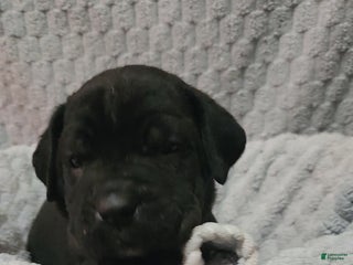 Cane Corso dogs Cane Corso Puppy 7 Marty - Ad 7