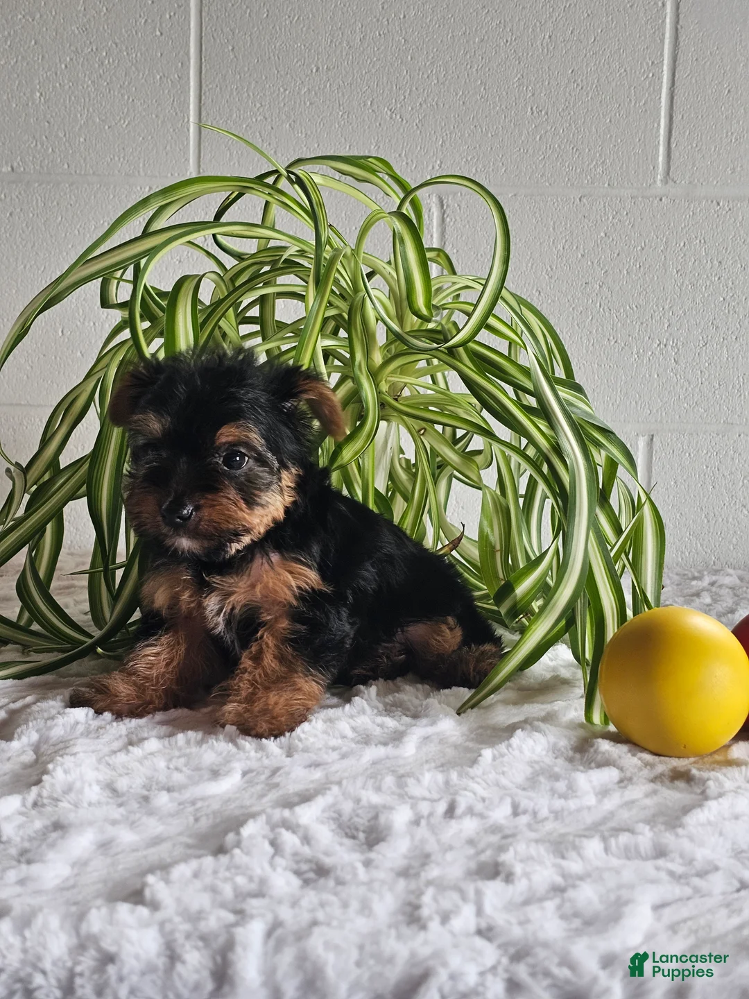 Yorkshire Terrier dogs for sale: Leo - Ad 3