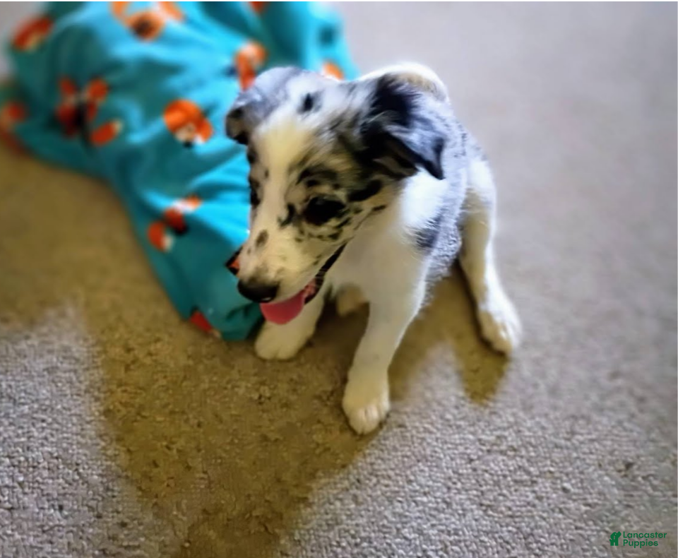 Border Collie dogs Border Collie 1 - Ad 12