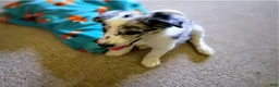 Border Collie dogs for sale: Border Collie 1 - Ad 2