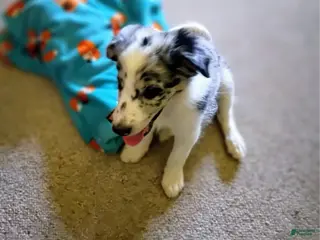 Border Collie dogs Border Collie 1 - Ad 12