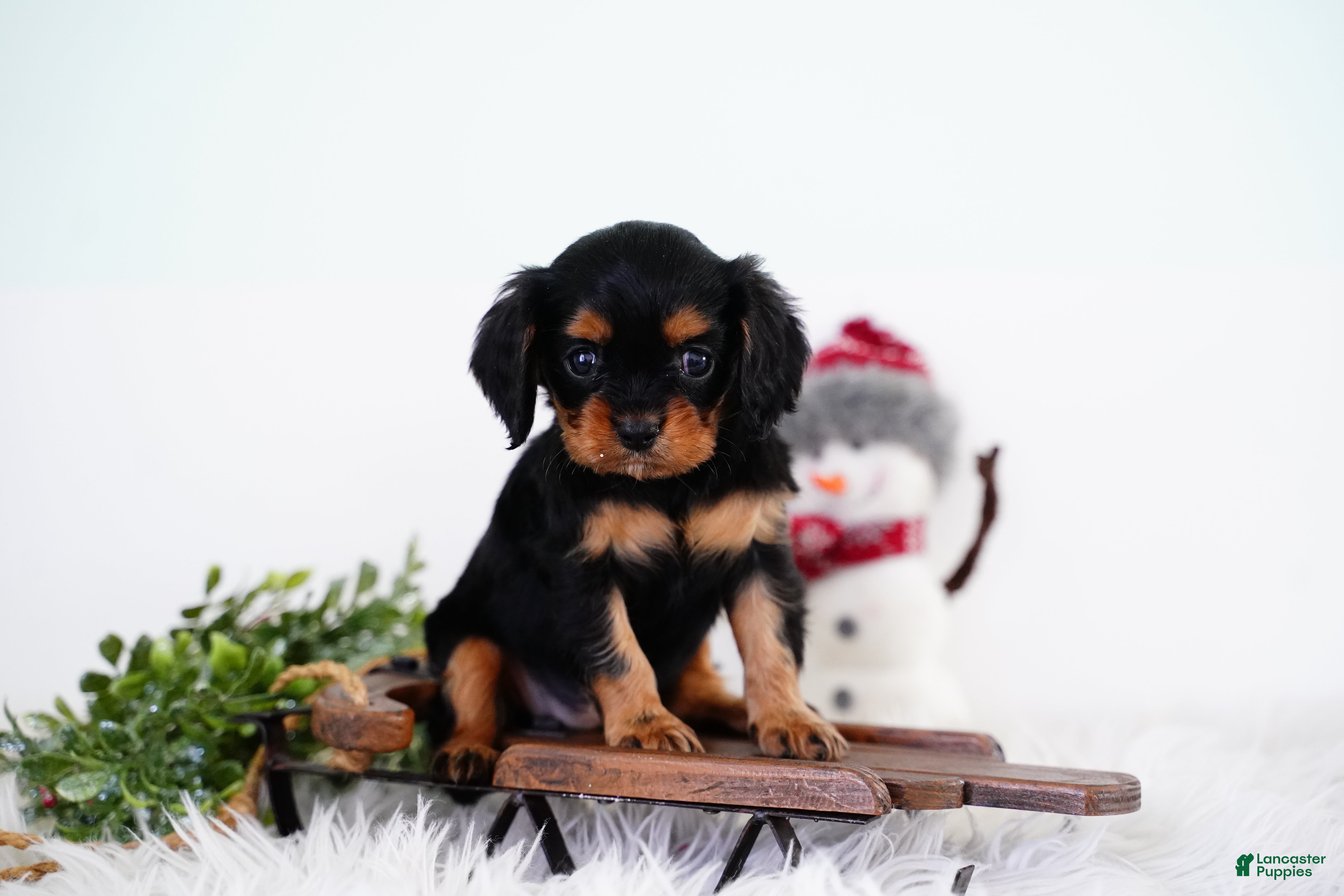 Cavalier King Charles Spaniel dogs Rosa - Ad 10