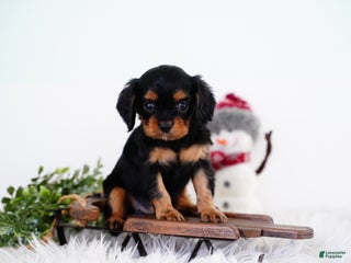 Cavalier King Charles Spaniel dogs Rosa - Ad 10