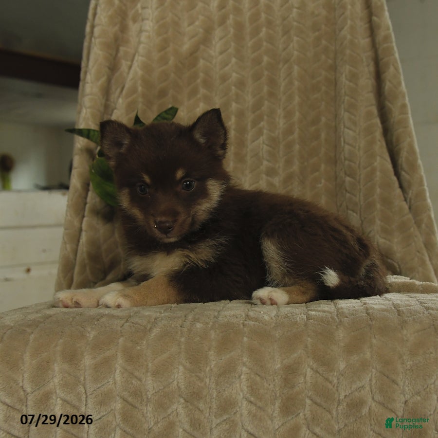 Pomsky dogs Breeze - Ad 2