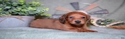 Miniature Dachshund dogs for sale: Fido - Ad 3