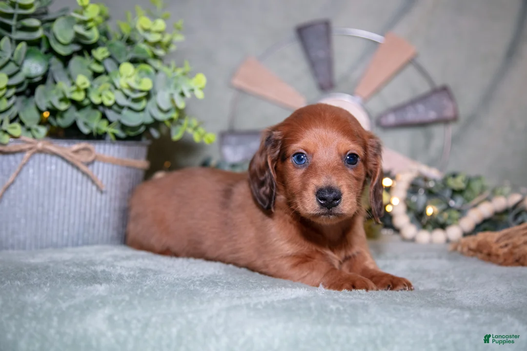 Miniature Dachshund dogs for sale: Fido - Ad 3