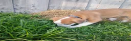Mixed Breed dogs for sale: Delta - Ad 5