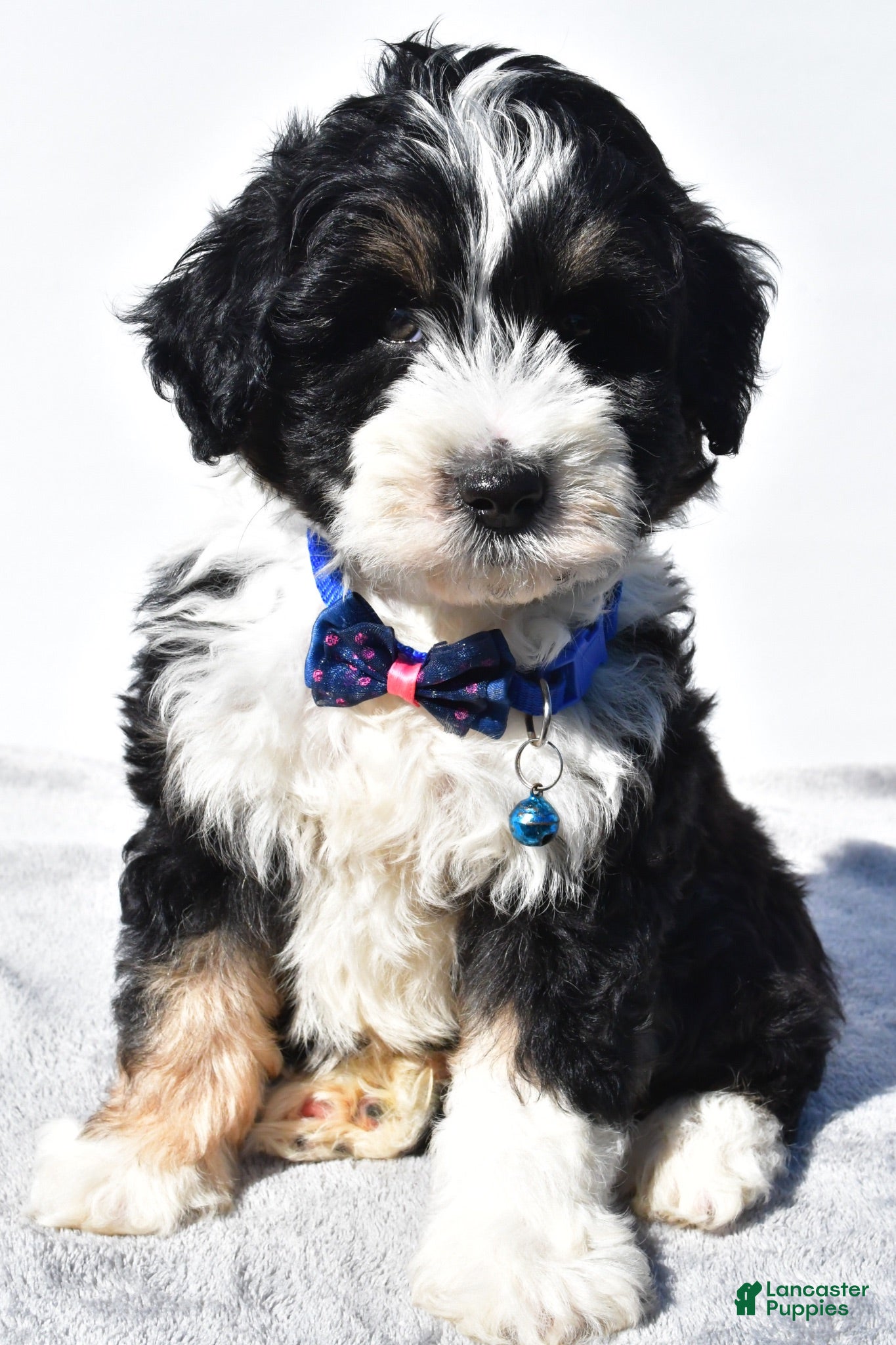 Mini Aussiedoodle dogs Yack  - Ad 1
